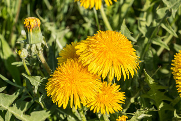 Yellow flowers and green leaves on the green field