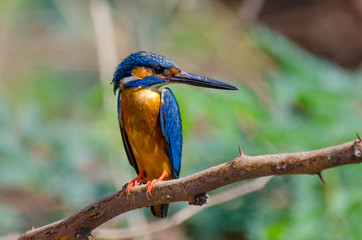 Common Kingfisher / Small Blue Kingfisher