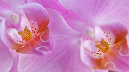 Fototapeta na wymiar pink flower macro photography