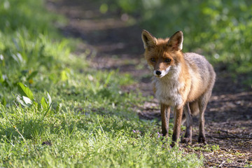 Ein Fuchs , Fähe , im Frühling auf einem Waldweg
