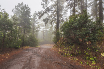 Fototapeta premium Beautiful foggy forest in Arenas Negras, Tenerife, Canary islands, Spain.