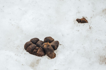 Big pile of fresh dog poop sitting in the snow during the winter