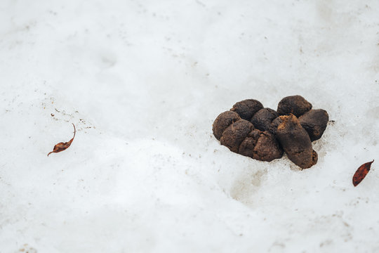 Big pile of fresh dog poop sitting in the snow during the winter