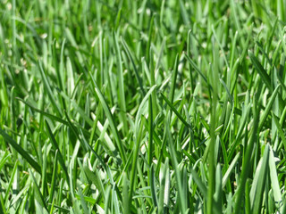 Fototapeta na wymiar Green grass texture background. Fresh spring grass close-up