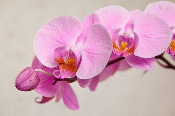 Obraz na płótnie Canvas flowering Orchid