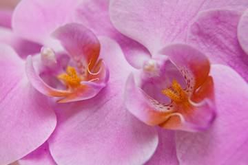 Obraz na płótnie Canvas pink flower macro photography