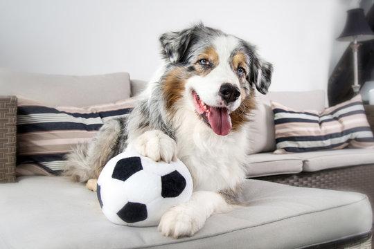     Ein Australian Shepherd liegt auf einem grauen Sofa mit einem Fußball zwischen den Pfoten und mit konzentriertem Blick nach vorne und dem Ball unter der Pfote
