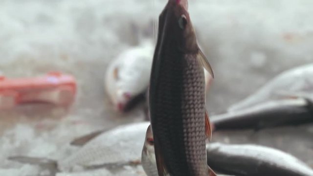 Fisherman catching fish on hook in hole on frozen lake on winter fishing