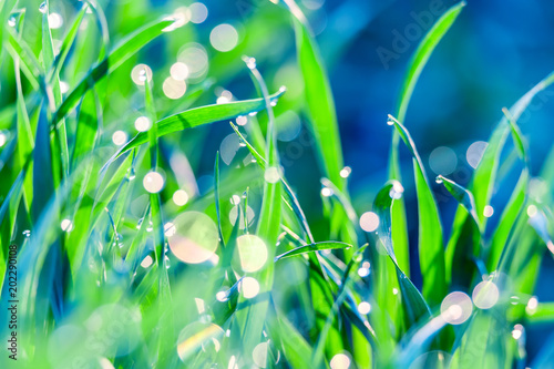 Artistic Beautiful Image Of Green Grass With Dew Water