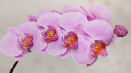 Naklejka na ściany i meble flowering Orchid
