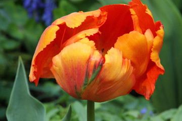 blühende Tulpe orange-gelb