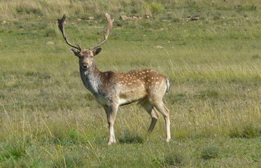Naklejka na ściany i meble Europäischer Hirsch (Takbok - Fallow Deer)