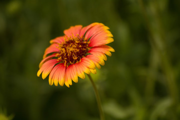 Jinia Flower