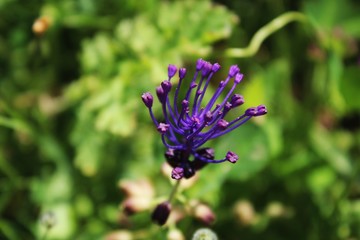 Fleur