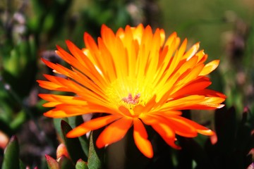 Fleurs