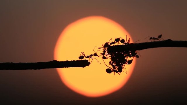  00:02 | 00:19 1&times;  Macro silhouette red ant walking on tree branch and sunset background.