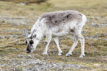 Caribou is on the search for food in the barren landscape of Spitsbergen