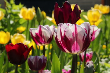 blühende Tulpen - weiss-lila gestreift