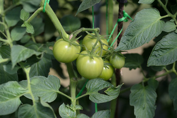Green fruits of tomatoes with tomato flowers