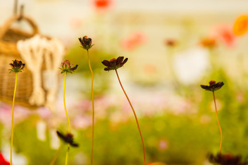 Tiny little black flowers in sunlight