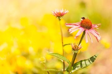 Detailed closeup of pink daisy flower