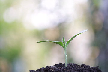 Small growing tree with water drop