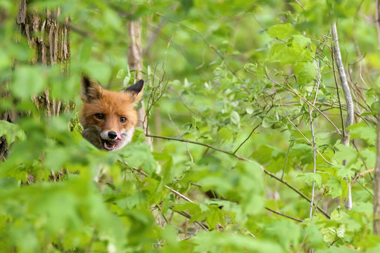 Ein Fuchs schaut hinter einem Baum hervor