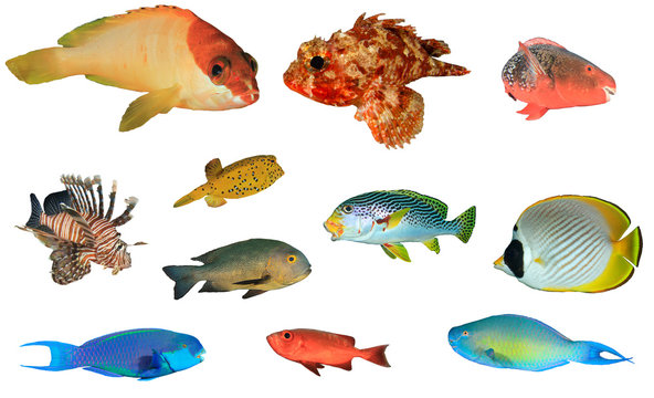 Tropical fish isolated. Collection reef fish of Indian and Pacific Oceans