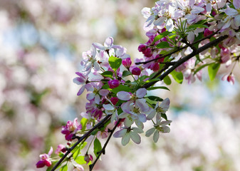 Closeup of Cherry Flower at Blossom