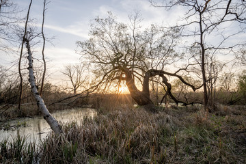 sunset over a swamp in the forest