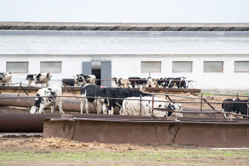 Large cattle farm. State farm supplies milk and meat to the entire Volgograd region. Keeping heifers in farm fence near the outdoors in any season in the agricultural enterprise Volga Don Russia