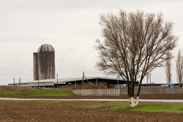 Silo tower on cattle-breeding farm. State farm supplies milk and meat to entire Volgograd region and South of Russia. Keeping heifers in agricultural enterprise Volga Don. Preparation of feed for cows