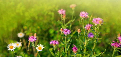 Obraz premium Wild mallow flowers isolated.