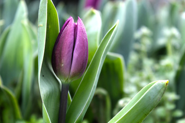 beautiful purple tulip flower - Powered by Adobe