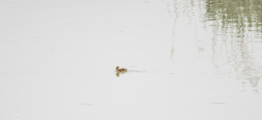 Baby duck on water