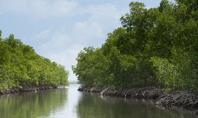 Arbres tropicaux. Palétuviers dans la mangrove de Vieux Bourg en Guadeloupe © Nathie