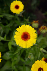 Flowers of a yellow calendula in the garden on a summer day are a top view.Garden flowers.