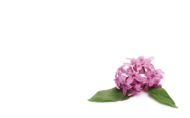 Purple lilac isolated on white background