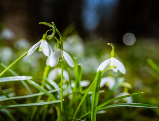 snowdrops in the spring