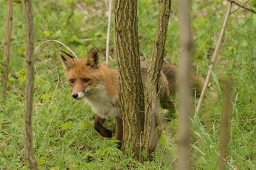 ein Rotfuchs rennt durch den Wald