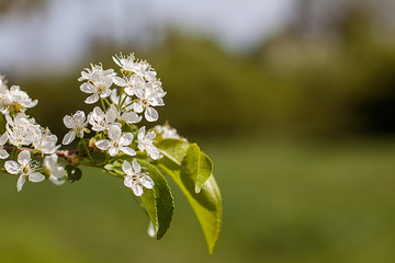 blossoming of a tree