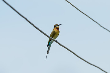 Blue tailed Bee eater