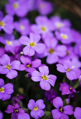 a group of small purple flowers