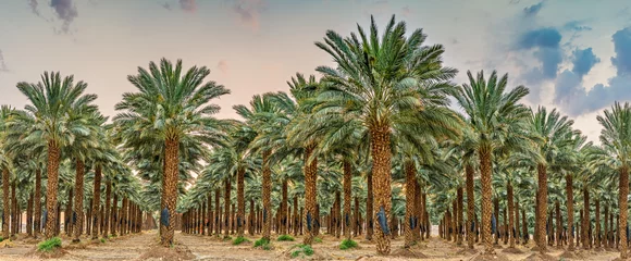 Fotobehang Palmboom Aanplant van dadelpalmen - tropische landbouw, routineonderhoud bij zonsopgang