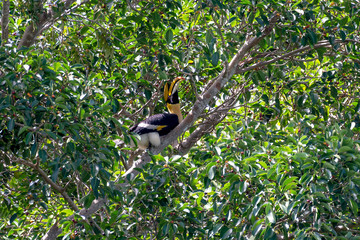 Great hornbill at Khao Yai national park, THAILAND