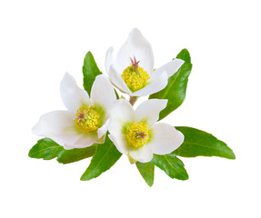 Hellebore, Commonly known as hellebores or 
