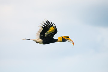 Flying great hornbill at Khao Yai national park, THAILAND