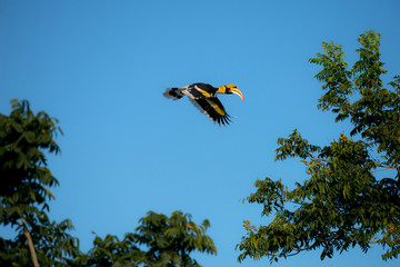 Flying great hornbill at Khao Yai national park, THAILAND © joesayhello