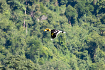 Flying great hornbill at Khao Yai national park, THAILAND © joesayhello