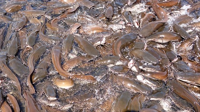 Welse, Fische in See in Indien